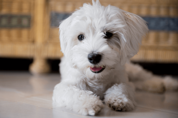 Alergias del bichón maltés