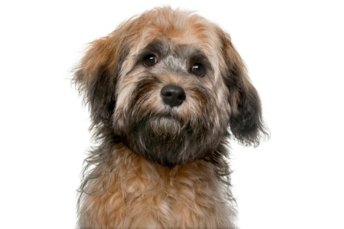 Como cuidar al bichón habanero