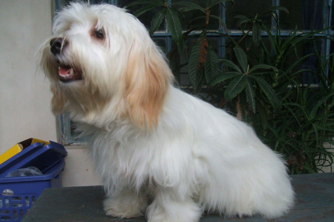 Cómo cortar el pelo a un bichón habanero