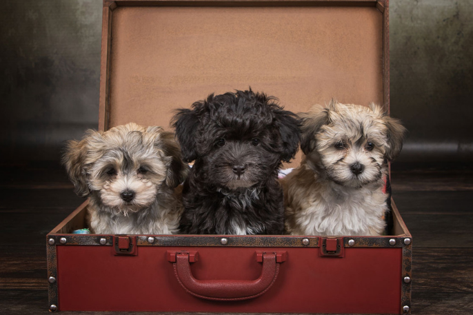 Diferencias entre bichón maltés y bichón habanero
