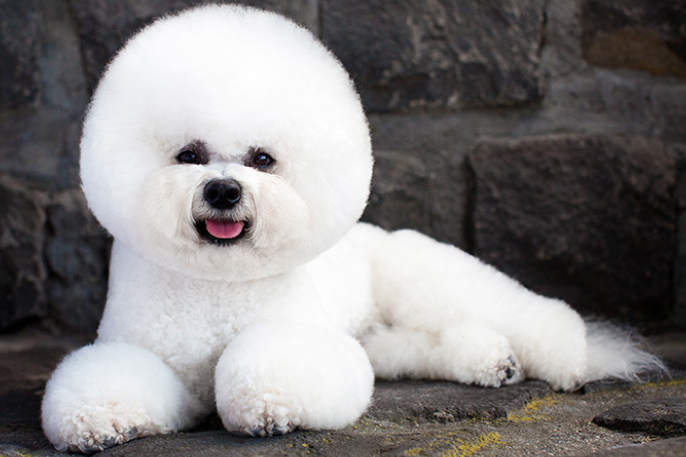 Como cortar el pelo a un bichon frise
