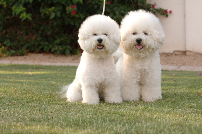 Como cuidar un bichon frise