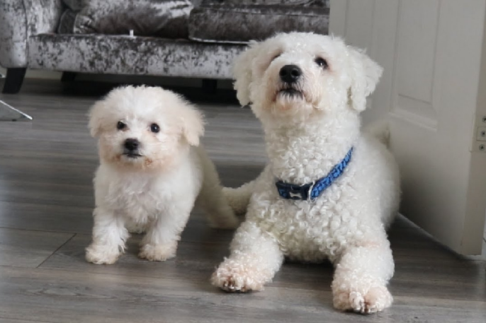 ¿Cuánto vive un bichón frisé? Enfermedades y cuidados