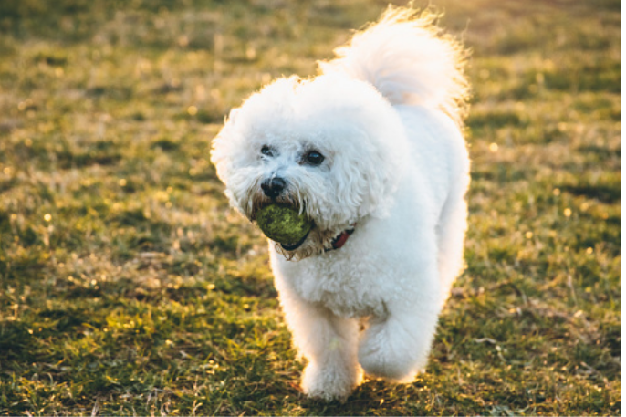 Como educar a un bichon frise