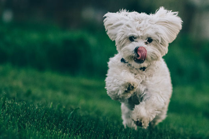 Cuantos años vive un bichon maltes